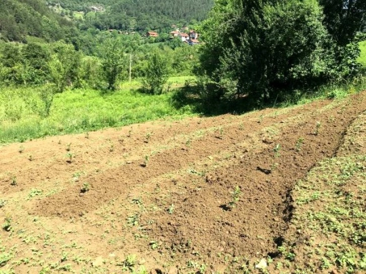 40 yıl Avrupa'da yaşadı, memleketine dönüp aronya bahçesi kurdu