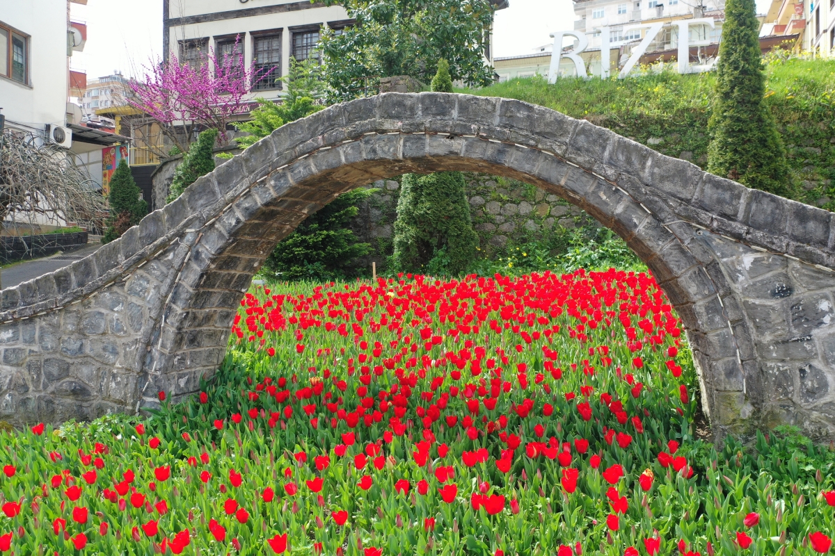 50 bin lale Rize'yi süsledi