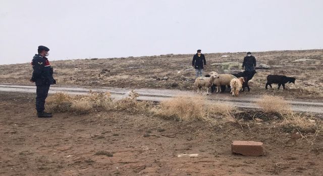 Aksaray'da kayıp hayvanlar İHA'yla bulundu