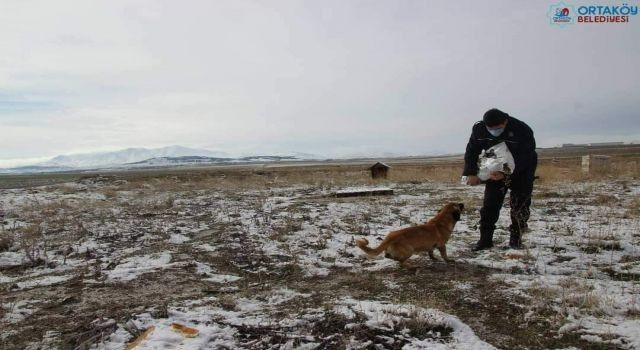 Aksaray'da can dostlar unutulmadı