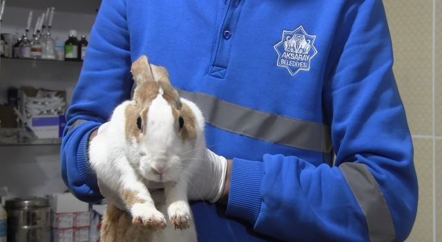 Aksaray'da yaralı tavşan tedaviye alındı