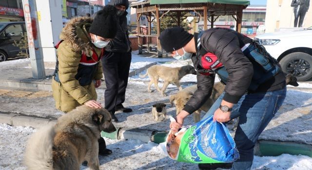  Ardahan'da jandarma sokak hayvanlarını unutmadı