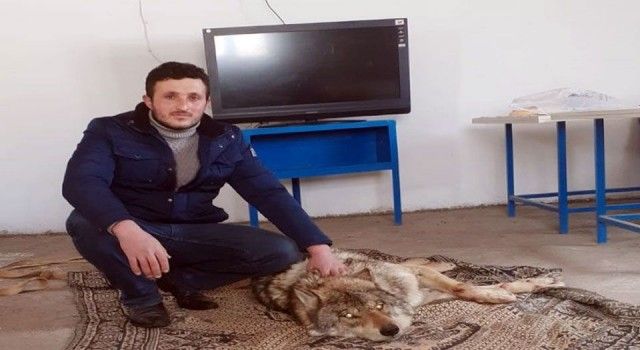 Ardahan'da yaralı kurt donmak üzereyken kurtarıldı