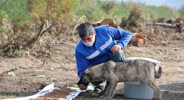 Aydın Büyükşehir Belediyesi can dostları unutmadı