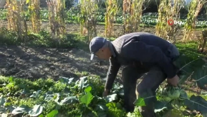 Balıkesir'de emekli eğitimci hobi bahçesinde 'alabaş' turbu yetiştirdi