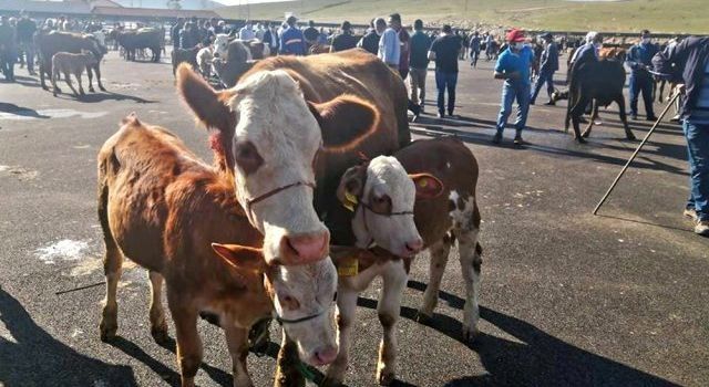 Bayburt canlı hayvan pazarı yeniden açılıyor