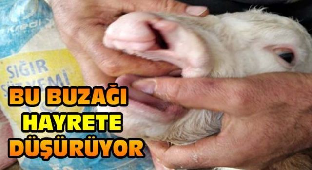 Bu buzağı hayrete düşürüyor!