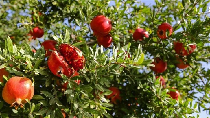 Bu nar sadece Siirt'te yetişiyor