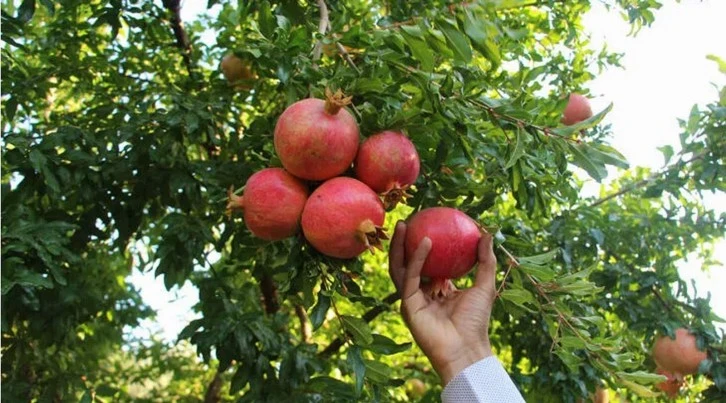 BU YIL NARDA REKOLTE DE KALİTEDE İYİ 