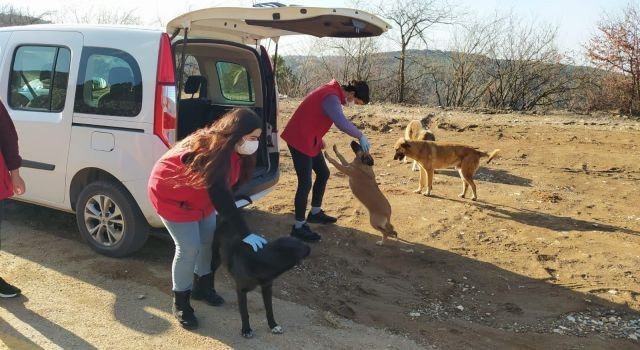 Bursa'da gönüllüler sokak hayvanları için sahada
