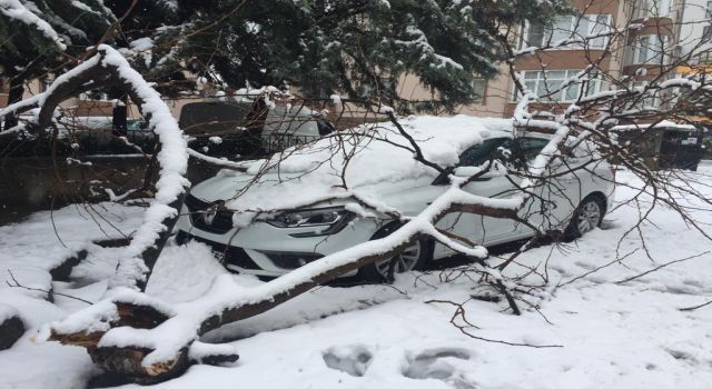 Kar yükünü kaldıramayan ağaç otomobilin üstüne yıkıldı (ÖZEL HABER)