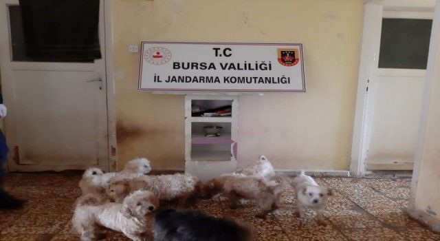 Bursa'da çiftliğe köpek baskını