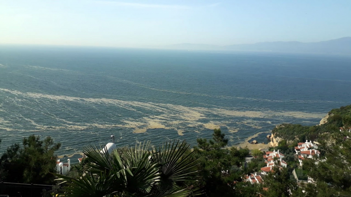 Bursa'da Mudanya sahili kahverengiye büründü!