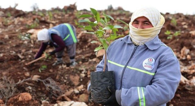 Denizli&#039;ye Bal Ormanı yeşertiliyor