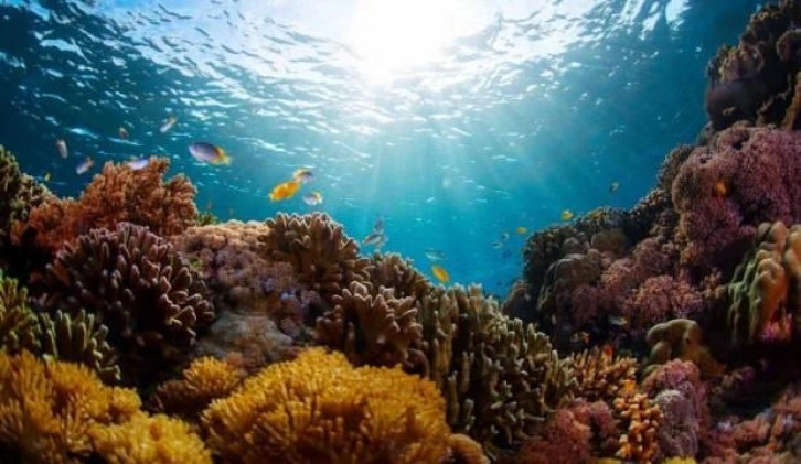 Dünyanın en büyük mercan resifi keşfedildi