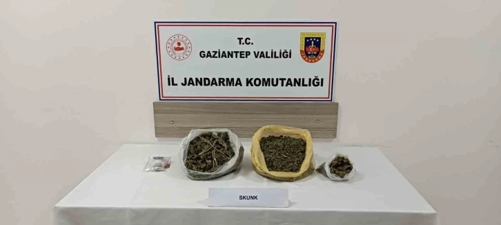 Gaziantep’te skunk operasyonu: 1 tutuklama