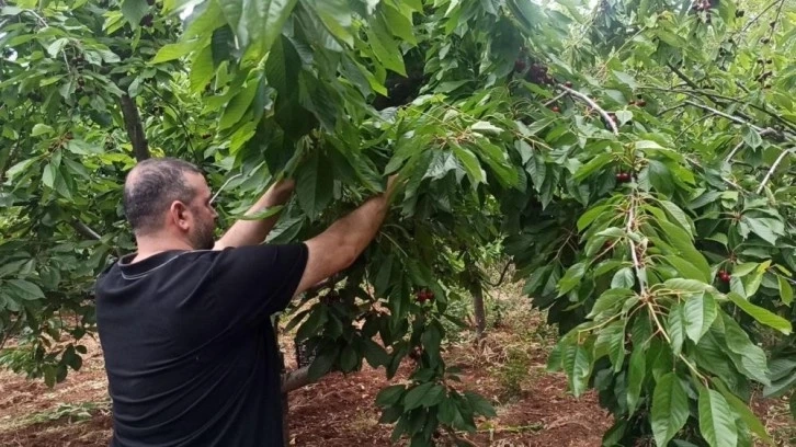 İslahiye’de kiraz hasadı başladı