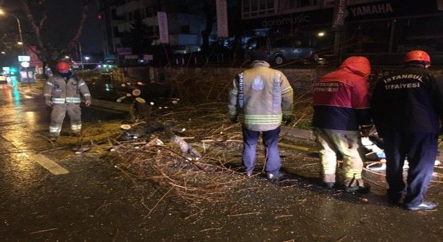 İstanbul'da şiddetli sağanak ve rüzgar nedeniyle ağaç devrildi