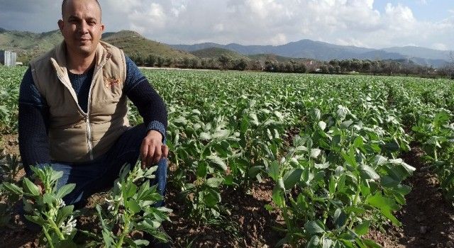 İzmir'de bakla ve bezelye çiçek açtı