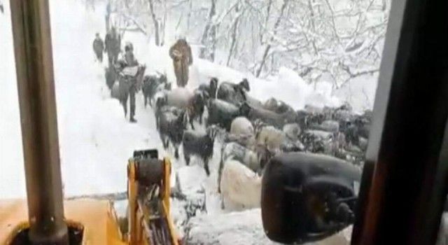 Karda mahsur kalan çobanlar ve küçükbaşlar kurtarıldı