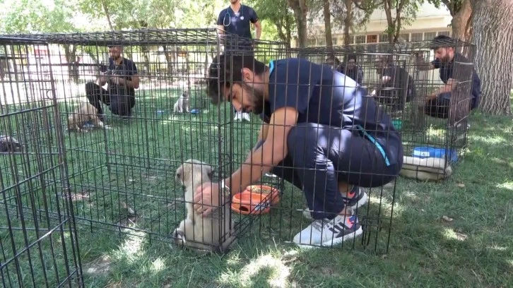 Kedi ve köpekleri şefkatle tedavi ediyorlar