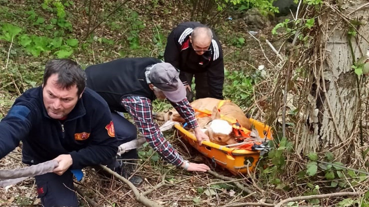 Kocaeli'de uçurumdan düşen Buzağıyı itfaiye kurtardı