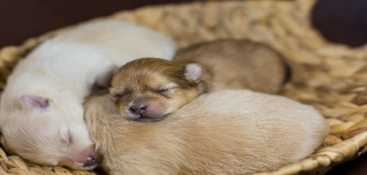 Köpek yavruları için inşaatı durdurdu