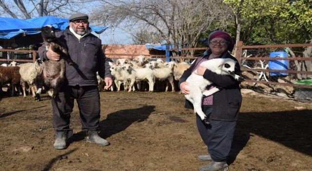 Koyun sevgisi taşınmalarına vesile oldu