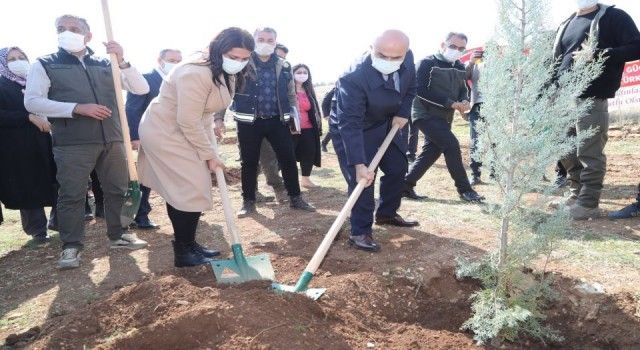 Mardin'de Mercan Hatıra Ormanı'nda findanlar toprakla buluştu