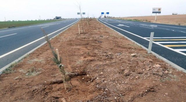 Mardin'de Uluslararası İpek Yolu Ağaçlandırma Projesi