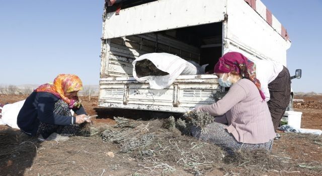 Mardin'in Savur Dağları lavanta kokacak