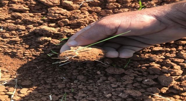 Mardin'de yaşanan kuraklık çiftçileri endişelendiriyor