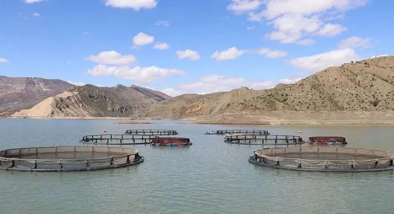 Siirt kafes balıkçılığı için çok karlı bir pazar CİDDİ YATIRIMCILAR BEKLENİYOR