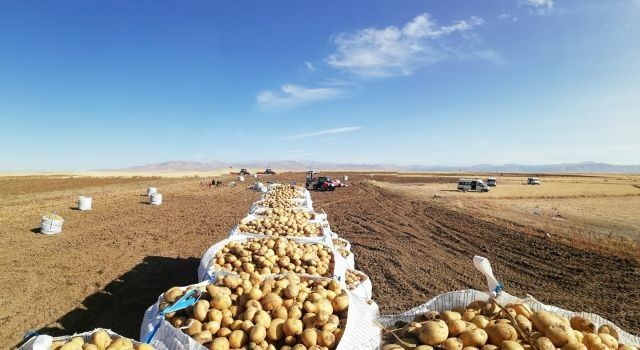 Nevşehir'de patatesler depoda kaldı (Özel Haber)