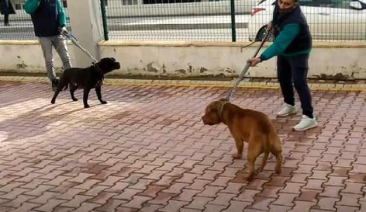 Pitbull cinsi iki köpeğin saldırdığı 4 yaşındaki çocuk ağır yaralandı