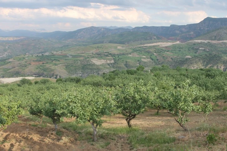 Siirt Fıstığını kim koruyacak?