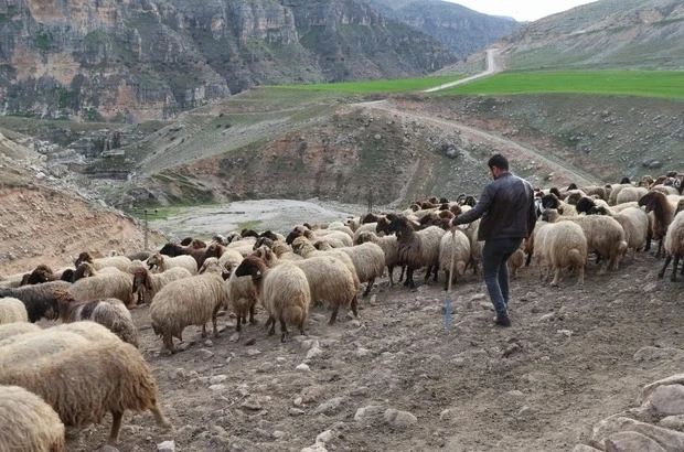 Siirt Göçerleri Yaylada Yaşamlarını Sürdürüyor