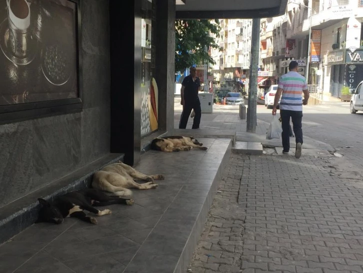 Siirt Güres'te sokak köpekleri cirit atıyor