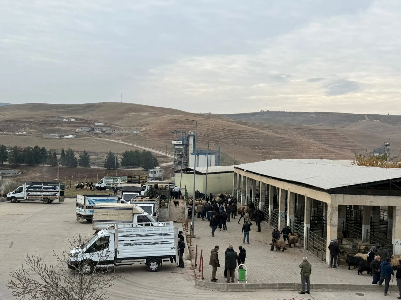 Siirt Hayvan Pazarı Yeniden Hizmete A&ccedil;ıldı
