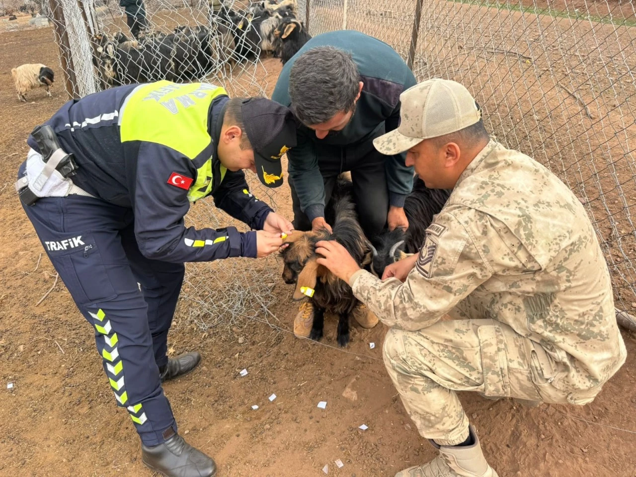 Siirt Jandarması Kazaları &Ouml;nlemek İ&ccedil;in Sahada: S&uuml;r&uuml; Hayvanlarına Reflektif Bant Takıldı