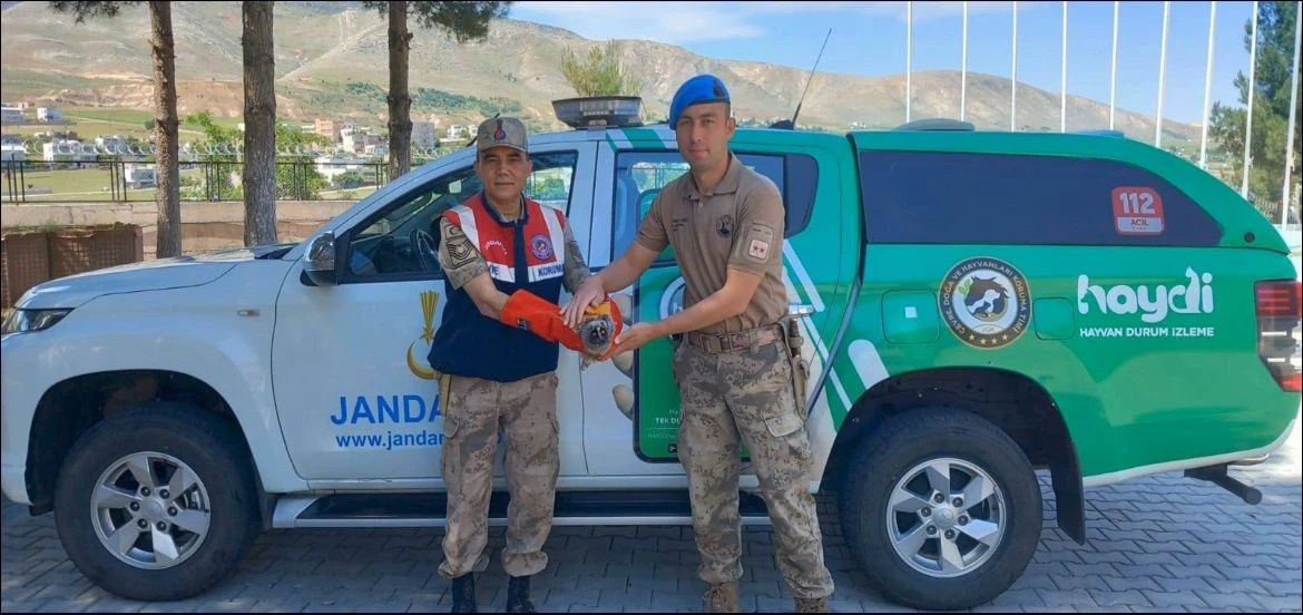 Siirt Kırsalında Jandarma Tarafından Doğada Yaralı Bulunan Kuşlar Koruma Altına Alındı