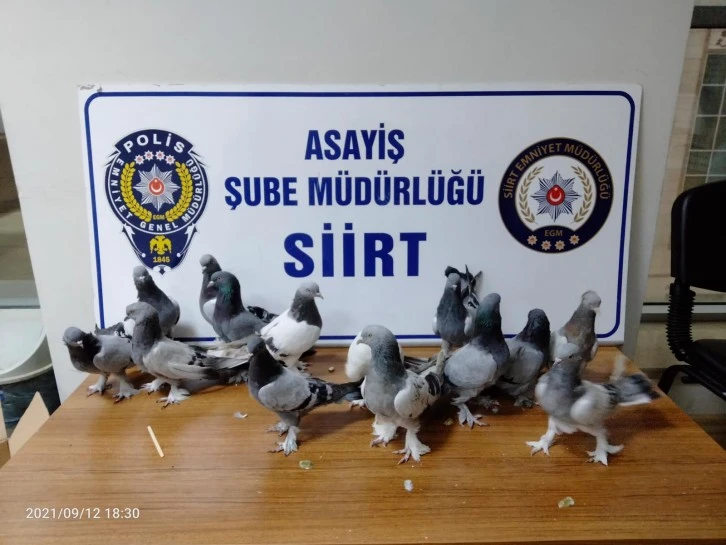 Siirt’te 14 adet güvercin çalan hırsız yakalandı