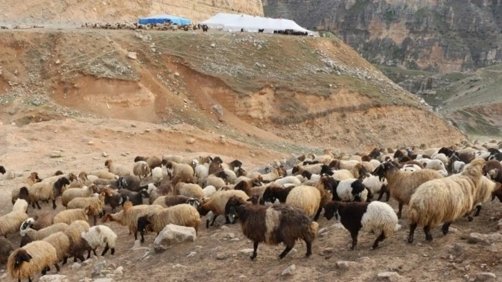 Siirt'te 330 küçükbaş hayvanın çalınmasıyla ilgili 3 şüpheli gözaltına alındı