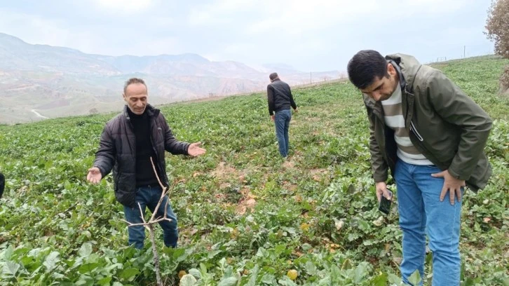 Siirt’te Bağ Ve Bahçelerde Yabancı Otlarda Artış Yaşanıyor