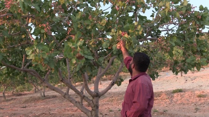 Siirt'te Fıstık Hasadı Sürüyor