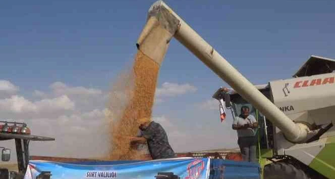 Siirt'te hasattaki bereketi gören çiftçi, ‘buğday banyosu' yaptı