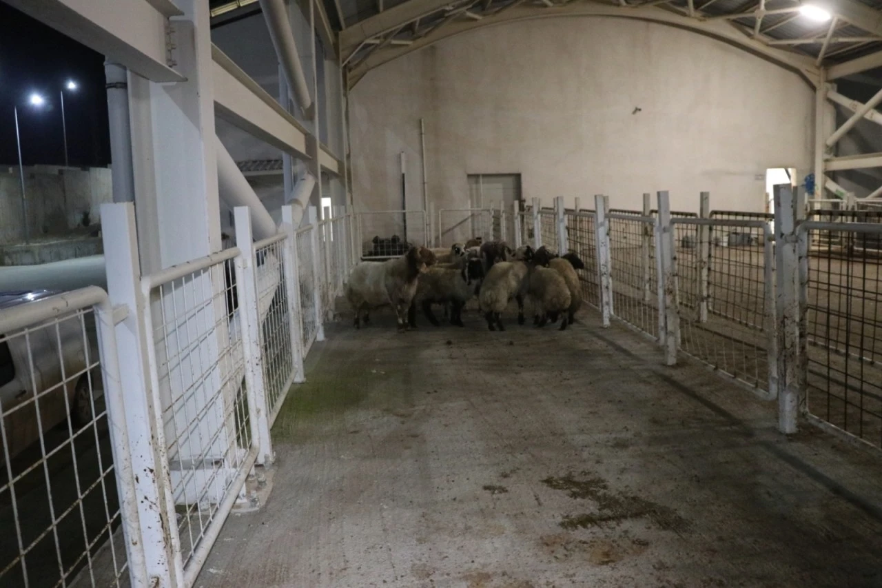 Siirt&rsquo;te hayvanların i&ccedil;ine gizlenmiş 54,6 kilo uyuşturucu ele ge&ccedil;irildi