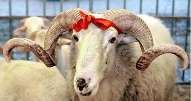 Siirt’te Kurban Kesim ve Satış Yerleri Belirlendi
