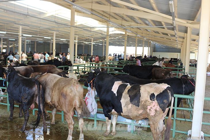 Siirt'te kurban satış ve kesim yerleri belirlendi