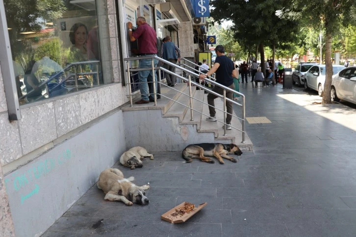 Siirt'te sıcaklar onları da etkiledi